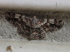 Satoblephara parvularia