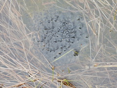 Rana luteiventris