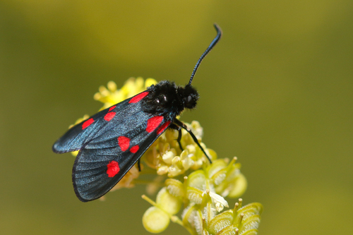 Five-spot Burnet, Ouarzazate, Marokko, photo 3 of 10