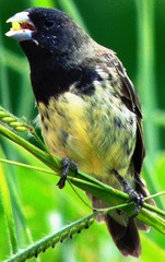 Sporophila nigricollis