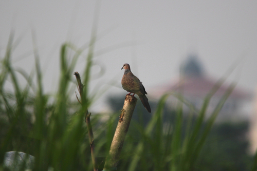 Spotted Dove