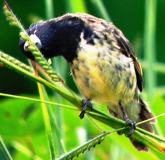 Sporophila nigricollis