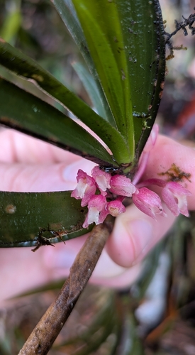 Maxillaria aggregata