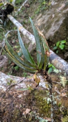 Maxillaria aggregata, photograph (c) Thibaud Aronson, some rights reserved (CC BY-SA)