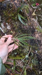 Maxillaria aggregata, photograph (c) Thibaud Aronson, some rights reserved (CC BY-SA)