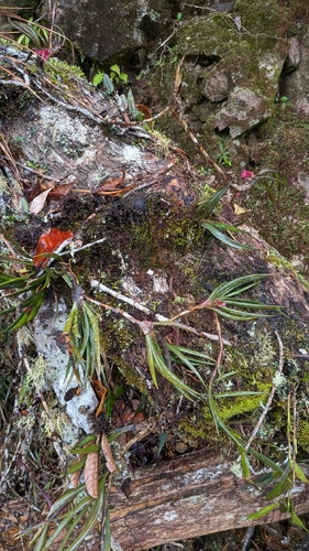 Maxillaria aggregata, photograph 4