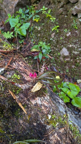 Maxillaria aggregata, photograph 5