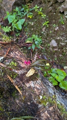 Maxillaria aggregata, photograph (c) Thibaud Aronson, some rights reserved (CC BY-SA)