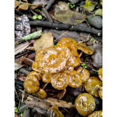 Pholiota subflammans