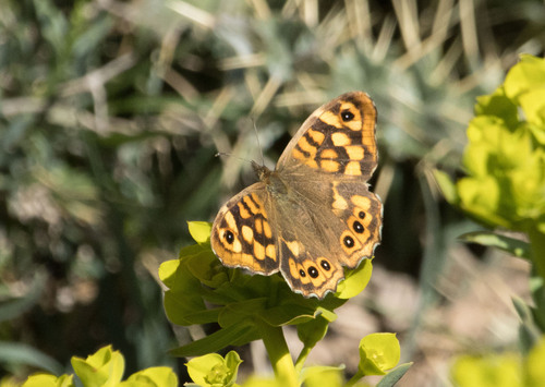 Speckled Wood