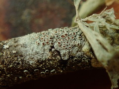 Lecanora argentata