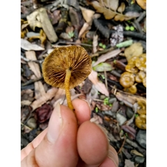 Pholiota subflammans