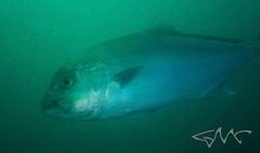 Seriola hippos