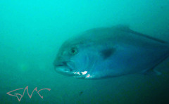 Seriola hippos