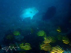 Seriola hippos