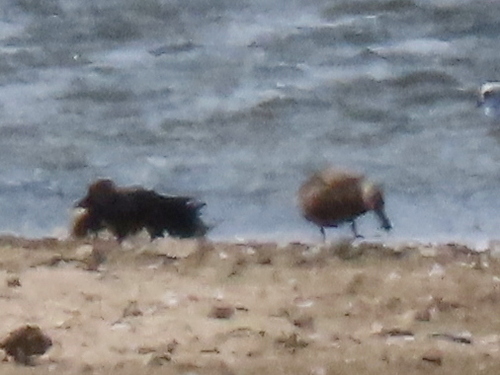 iNaturalist: (c) Gigi Laidler, some rights reserved (CC BY-NC), uploaded by Gigi Laidler iNaturalist image