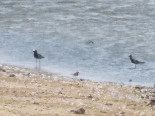 iNaturalist image