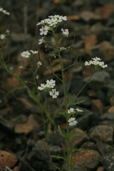 Dontostemon pinnatifidus