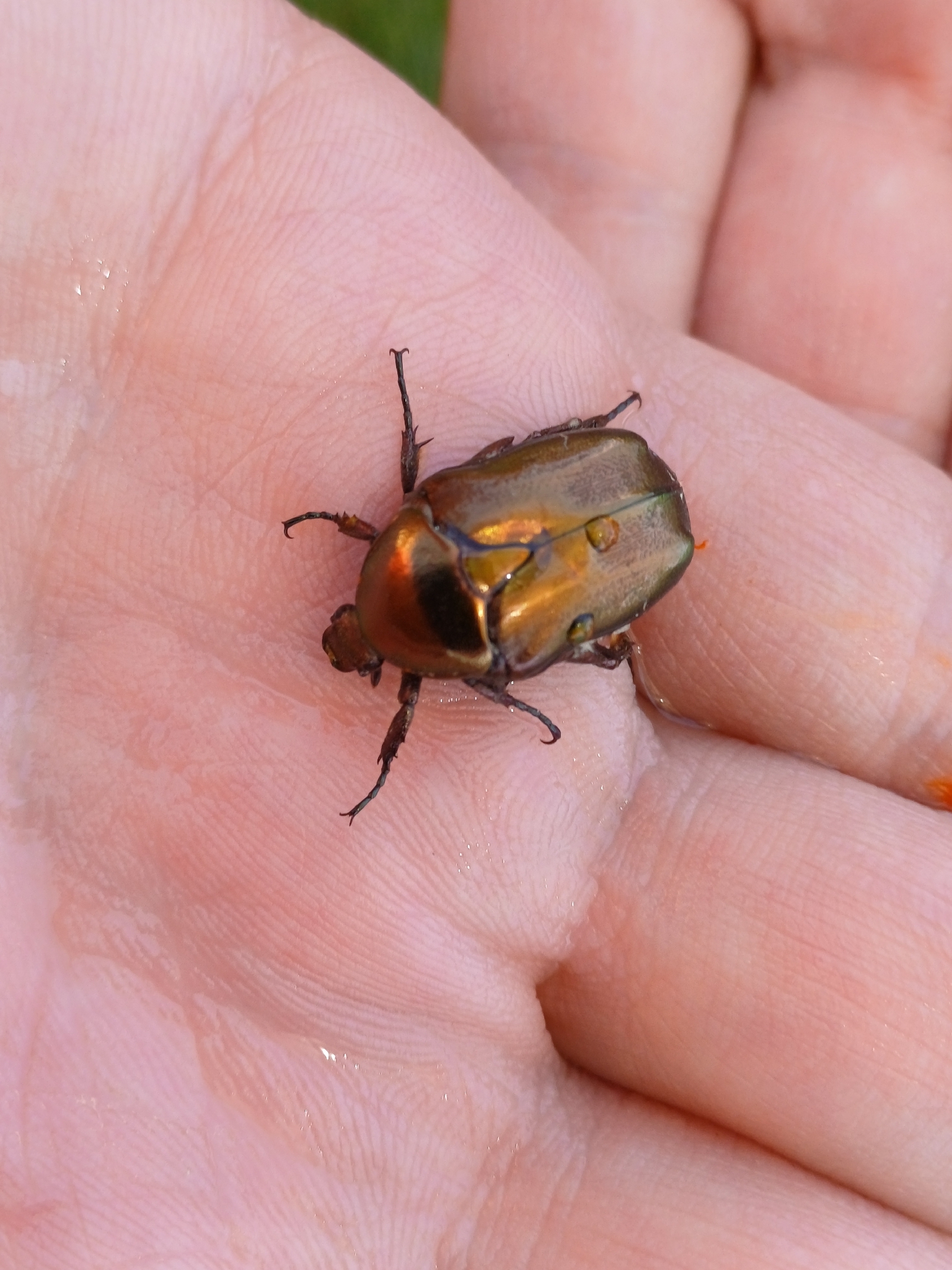 Protaetia cuprea