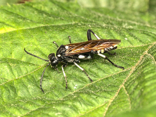 12-spot Strider