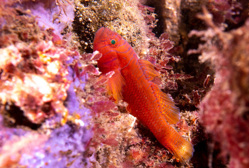 Nekband-koraalgrondel (Priolepis nuchifasciata) — Gobiidae — 2