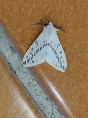 Lemyra