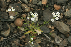Dontostemon pinnatifidus