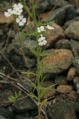 Dontostemon pinnatifidus