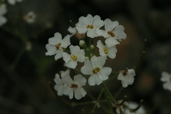 Dontostemon pinnatifidus