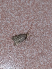 Lecithocerinae