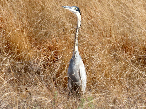 iNaturalist: (c) Gigi Laidler, some rights reserved (CC BY-NC), uploaded by Gigi Laidler iNaturalist image