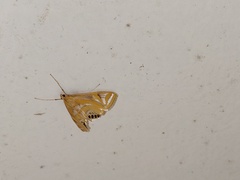 Eoophyla conjunctalis