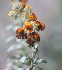 Buddleja coriacea