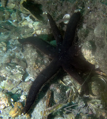 Astropecten polyacanthus