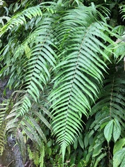 Pseudocyclosorus esquirolii