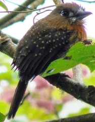 Malacoptila mystacalis