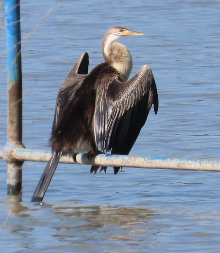iNaturalist image
