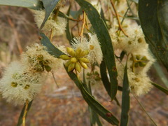 Eucalyptus odorata