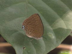 Arhopala major