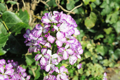 Lunaria annua