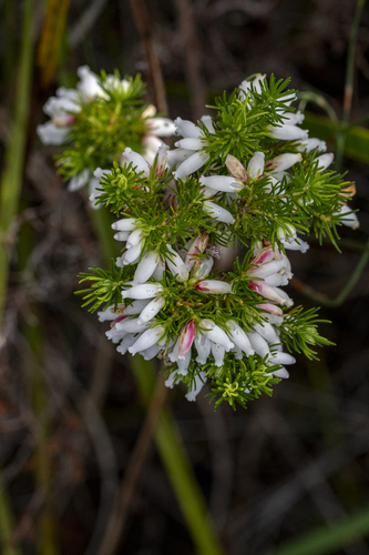 Erica sitiens, photograph 5