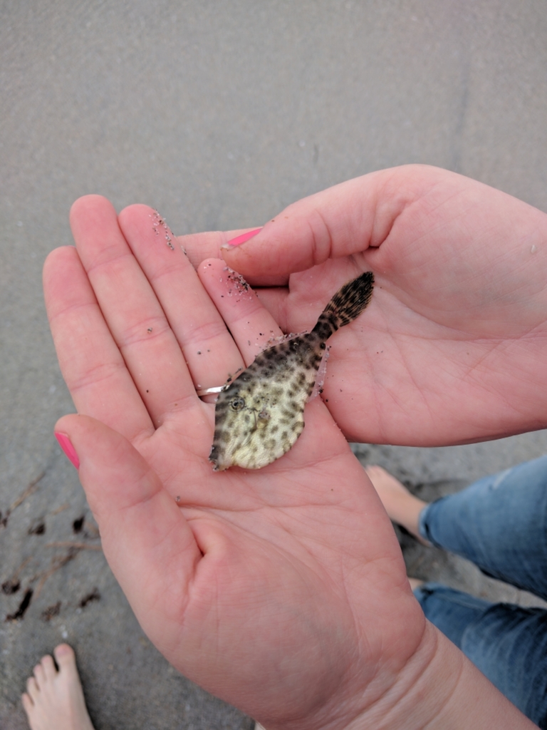 Scrawled filefish