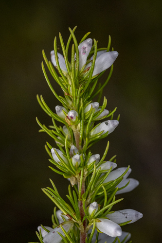 Erica sitiens, photograph 4