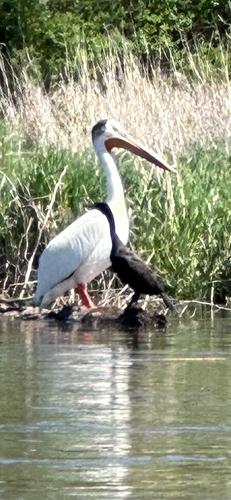 American White Pelican photographed in Montana
