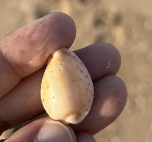 Cypraea ocellata observed 2026-06-04