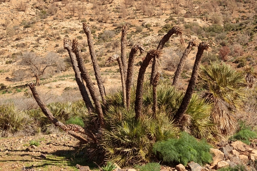 Mediterranean fan palm