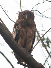 Ketupa zeylonensis