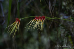 Bulbophyllum pecten-veneris, photograph (c) Wang.QG, some rights reserved (CC BY)