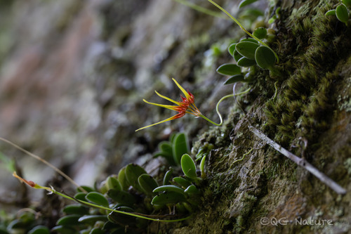 Bulbophyllum pecten-veneris