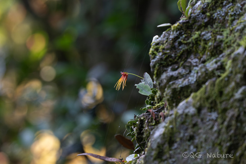 Bulbophyllum pecten-veneris, photograph 1